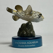 Cargar imagen en el visor de la galería, Pufferfish / Diodon holocanthus - Trading Figure - Miniature - Cuchiwaii
