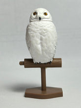 Load image into Gallery viewer, Snowy Owl / Bubo Scandiacus - Trading Figure - Miniature (3) - Cuchiwaii

