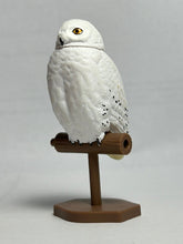 Load image into Gallery viewer, Snowy Owl / Bubo Scandiacus - Trading Figure - Miniature (3) - Cuchiwaii

