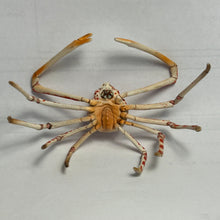 Load image into Gallery viewer, Spider crab - Trading Figure - Miniature - 155 - Cuchiwaii
