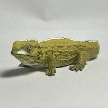 Load image into Gallery viewer, Tuatara / Sphenodon punctatus - Trading Figure - Miniature - Secret (SP01) - Cuchiwaii
